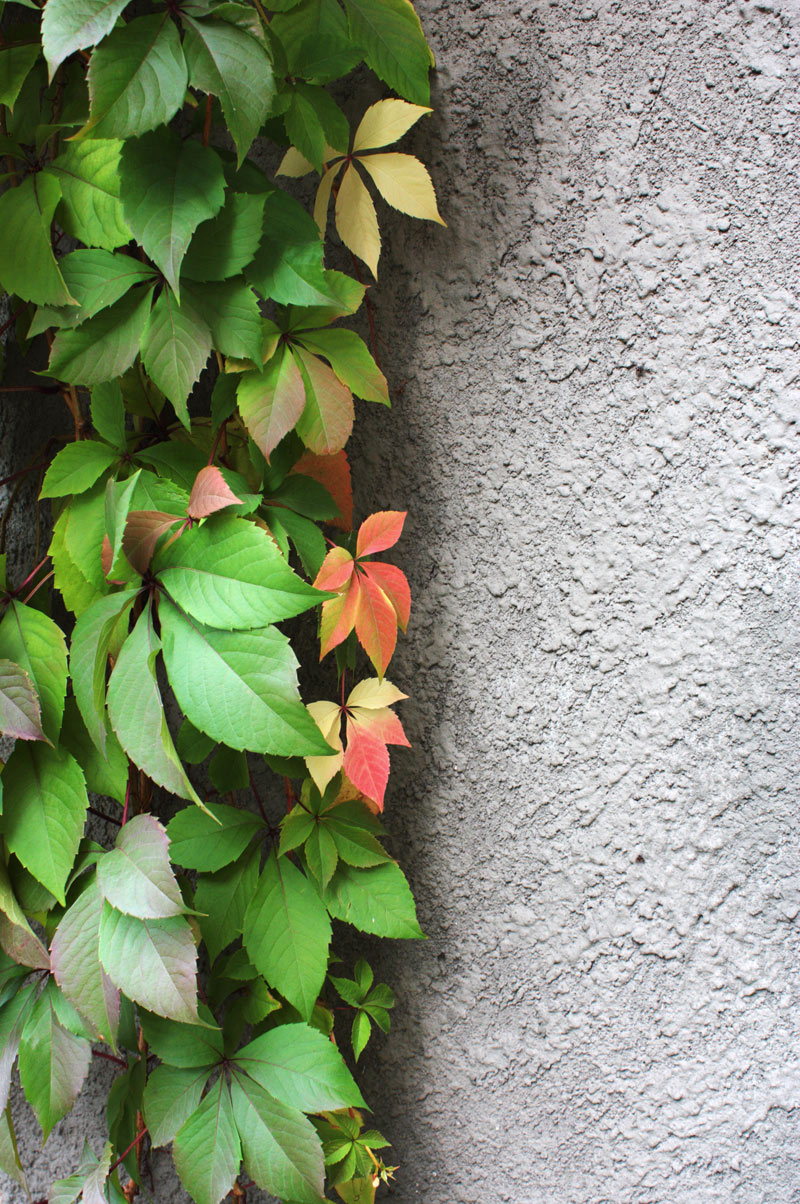Gardening service in the croydon area